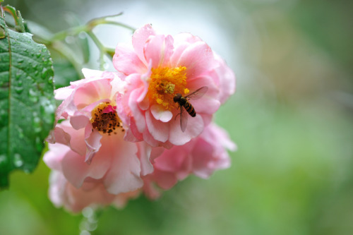 tulipnight:  Rose in the rain by myu-myu