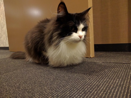 emericat:Look at this choice cat loaf my brother found at a cat cafe