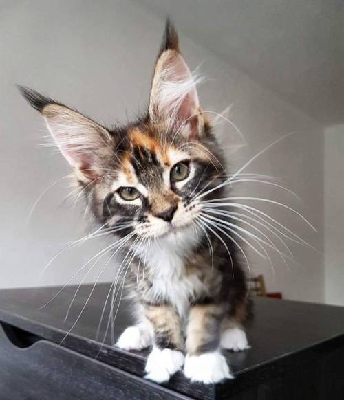 kittykittykittykittykitty: those ears!