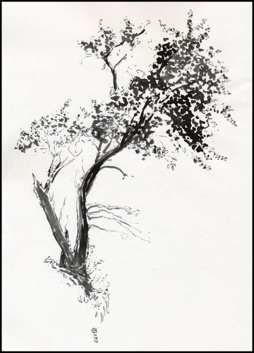 2017 Tree Sketch
