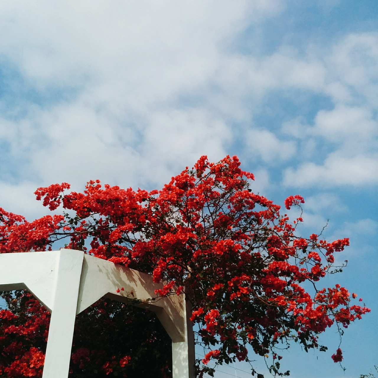 floralls