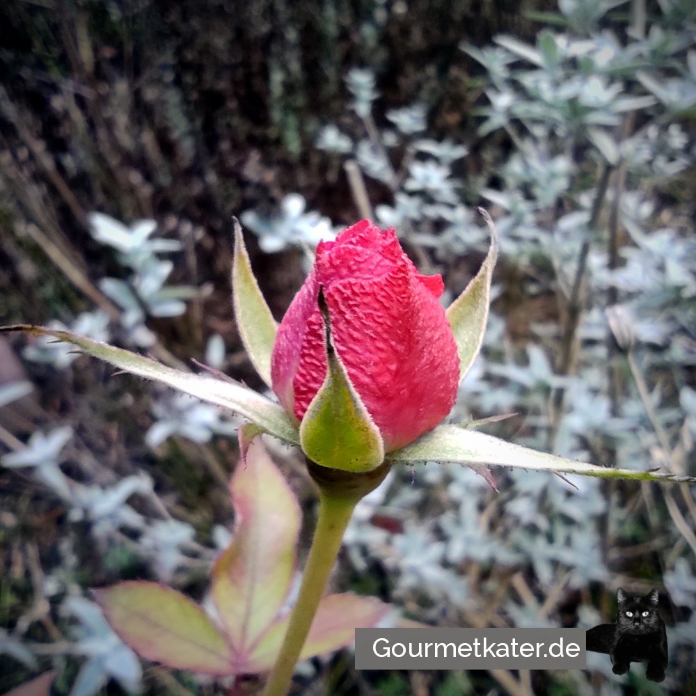 Rosenblüte