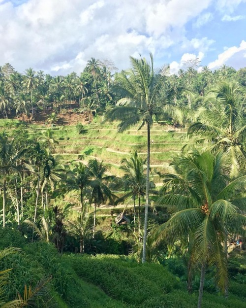 emphatic-nomadic:Tegallalang Rice Terraces in Bali, Indonesia