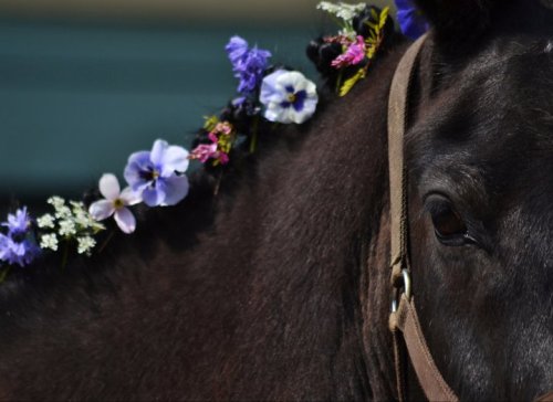 horseingaboutt:  All the love for my wee boy. All the love. He had so much patience to let me dress him up like this, haha. 