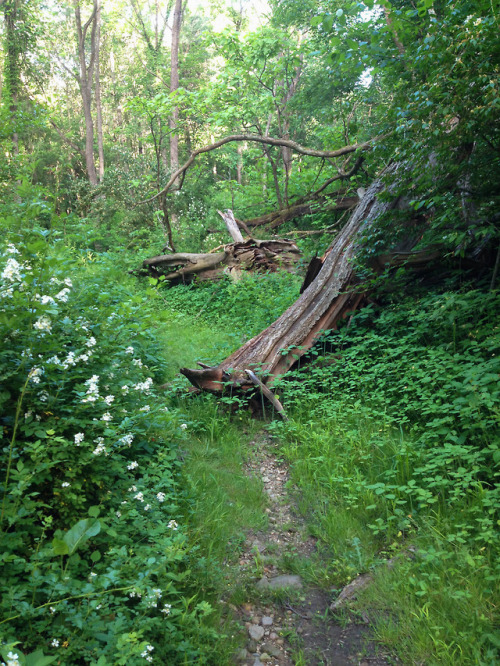 cvnptrails:Secluded trail in Indigo Lake area