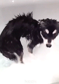 nananarry:  Liam and Dani giving Loki his first bath - 29/03 