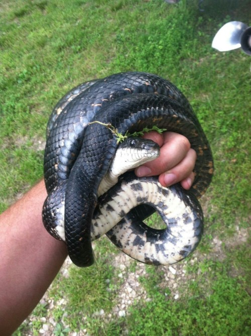 kenjiandcompany:So my roommates and I were playing with this kingsnake we caught on the porch - king