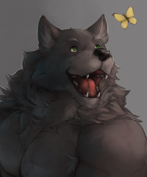 ralphthefeline:  A wolf is being silly and happy after he has noticed a yellow butterfly fluttering around him~! He can’t stop staring at it XD~! I think many people also get silly when there is a butterfly flying around~!  