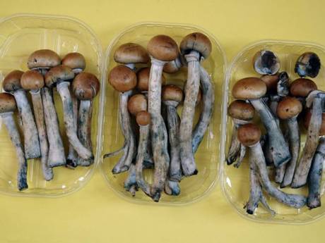 surrferrosa:  setbabiesonfire:  denyross:  Single magic mushroom ‘can change personality’ Forty-five years after Timothy Leary, the apostle of drug-induced mysticism, urged his hippie followers to “turn on, tune in and drop out”, researchers have