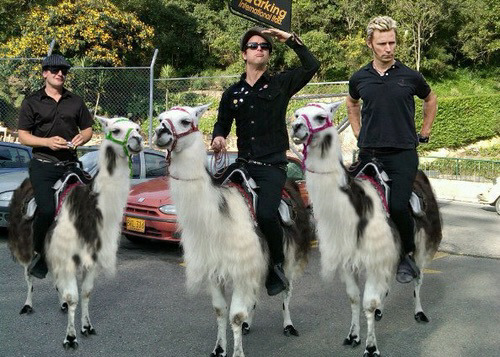 Can we just stop for a minute and appreciate this Green Day members riding on llamas picture?