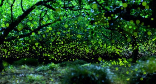 pleoros:  Yume Cyan Magical Long Exposure Photos of Fireflies in Japan.  Photographer Yume Cyan manages to take some truly spectacular shots of fireflies in the forests of Nagoya City, Japan. The photographer’s beautiful long exposure photos capture