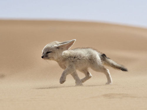 derdoktorsschnabel:dragonmanx:heyitspj:this fox looks like a lv 1 rpg protagonist setting out from t