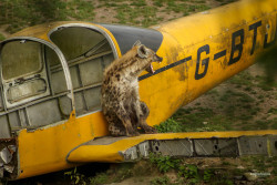 wind-at-your-back: blackhulkling:  teapotsahoy: although they have a reputation as scavengers, hyenas are known to take down prey many times bigger than they are  I like how this implies the hyena took down the airplane.  She did. 