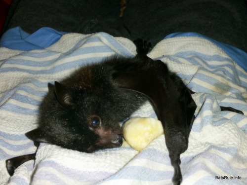 batsrule-info - http - //batsrule.info/2018/10/rehab-megabat-black-ma...