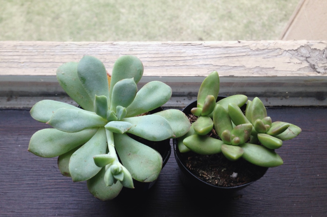 paleception:  overplant:  plants have feelings too   plants n’ positivity 