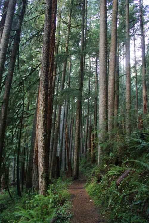 Forest cathedral by Richard O'Neill