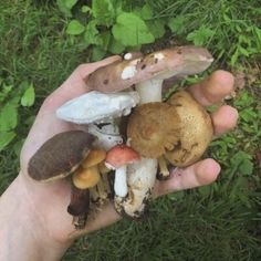 Here, Take These Mushroom Photos To Feed Your Obsession. 