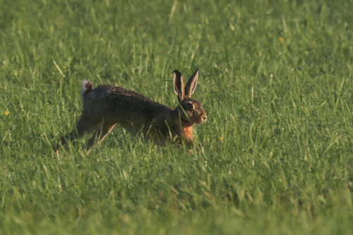 One of at least five hares/fälthare I saw on the field early this morning. 