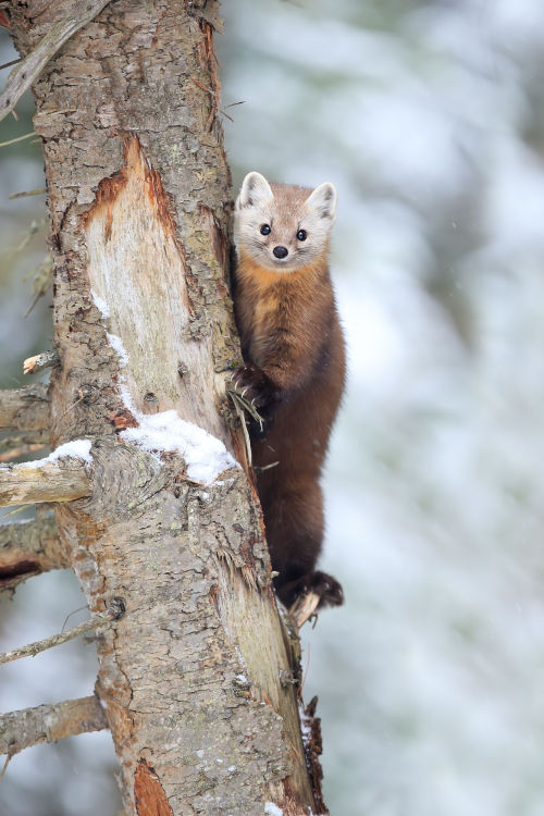 beautiful-wildlife:Marten Mania by Megan Lorenz