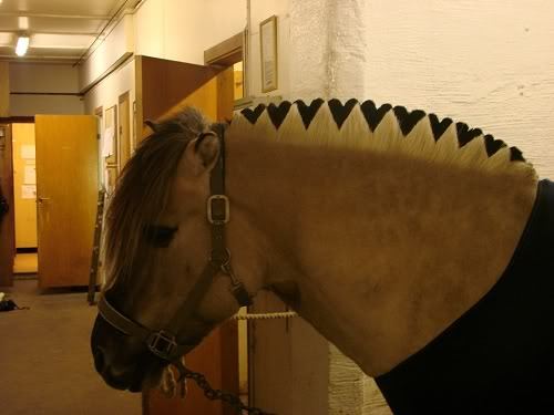 conformationallycompromised:  slideintomyheart:  justbetsycostumes:  You want to know what the best thing was about Frozen? The fjord horses. Yes, you actually can shave their manes into different 2-tone patterns.  Holy crap that’s so cool!  That’s