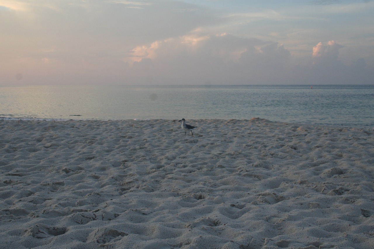 naked-yogi:  Beach at sunrise, two summers ago.  I think I&rsquo;m happiest when