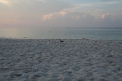 naked-yogi:  Beach at sunrise, two summers