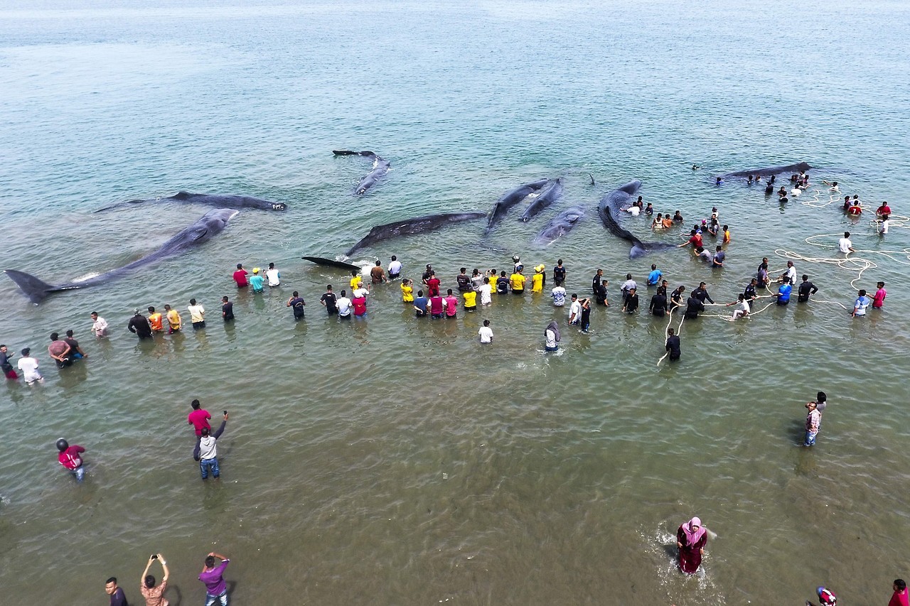 BALLENAS VARADAS. Oficiales de la Agencia de Conservación de la Naturaleza y activistas ambientales ayudan a reflotar diez cachalotes varados en Aceh Besar el 13 de noviembre de 2017. Cientos de personas que conocen la información transmitida por una...