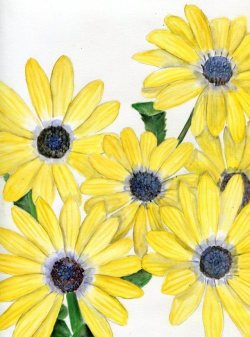 havekat: Strangely Sunny  Watercolor and Chinese Ink On Bristol Board  2017,9&quot;x 12&quot;  Yellow Osteospermum, African Daisy 