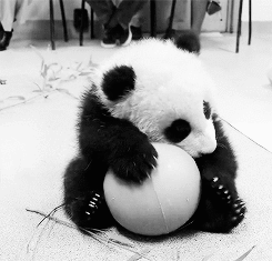 lOOK LOOK AT THIS FREAKING ADORABLE LITTLE PANDA I S2G IT’S TOO FREAKING DFJUYTREDSXCBHN I WANNA CUDDLE IT
