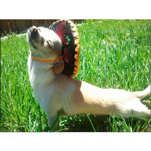 fitworlds: Happy Cinco de Mayo!! If I had a sombrero on right now, I’d stretch into an updog too! An