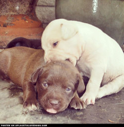 Aplacetolovedogs:  Just A Little Puppy Play Between Maizy And Her Sister Vanilla.