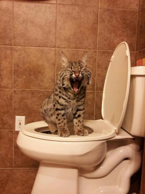 Purrsey- Rescued Bobcat. (And yes, he flushes) (via mark dorrough)