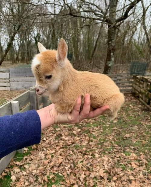 everythingfox:Baby goat