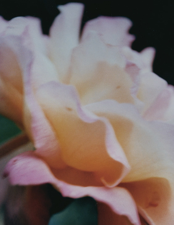 bienenkiste:  “Dual nature”. Photographed by Marie Zucker for Lula Japan #3 