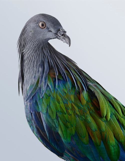 Superb fruit dove, Bleeding-heart dove, Nicobar pigeon, Woopoo pigeon, & the Topknot pigeon - Ph