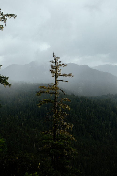 jonahreenders: the deep forest jonah reenders instagram