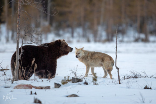 elegantwolves: wildonephotography