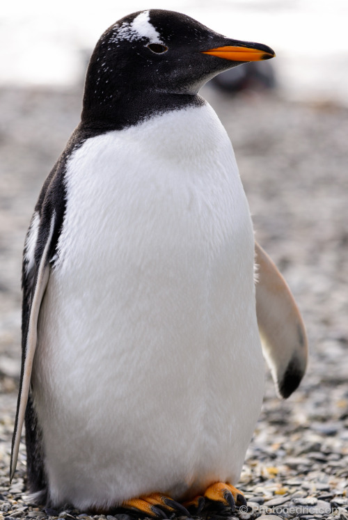  Gentoo Penguin by Cédric Charest 