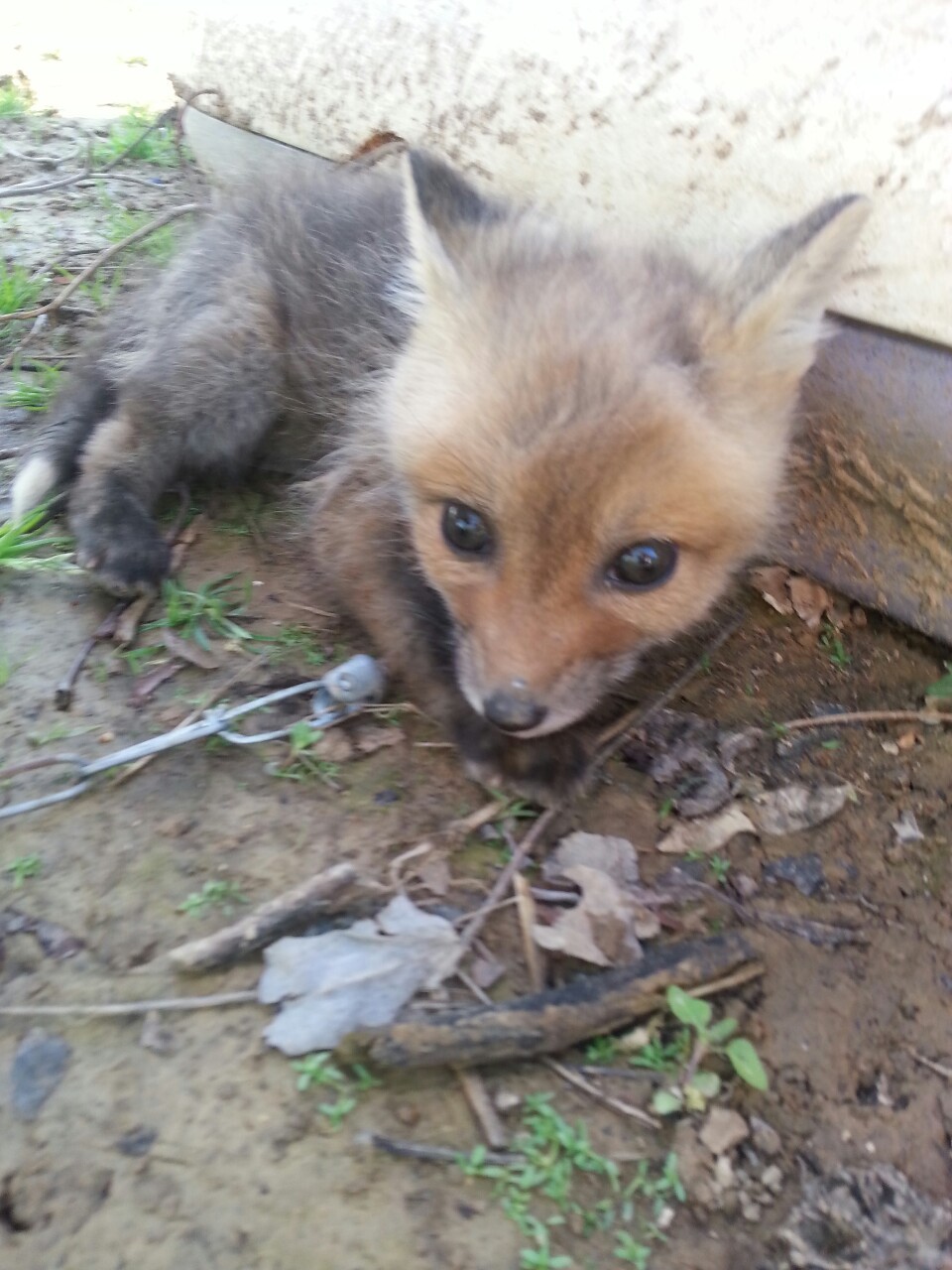 freeofthecoliseums:  LOOK AT THIS BABY FOX ITS SO CUTE 