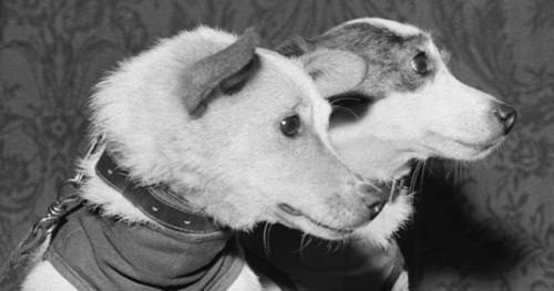 enrique262:Soviet space dogs Belka and Strelka, the first earth-born creatures to go into orbit and 