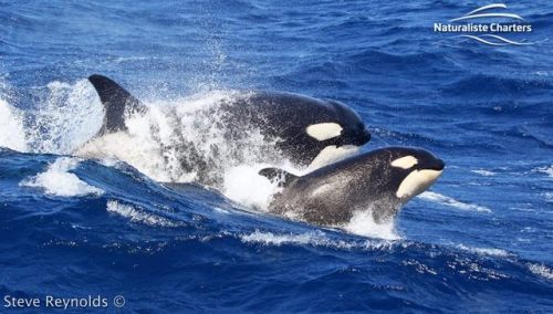 theblackcatsays: Orcas in Bremer Canyon, Australia on March 1, 2019 Source: (x) 