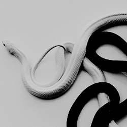 meremennen:mythology aesthetic  »  MEDUSA