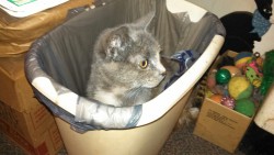 patticusprime:  Trash can kitty. Oscar the