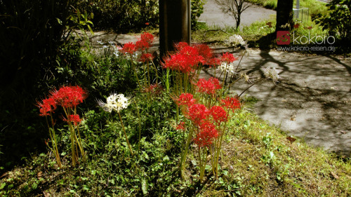 kokorojapanreisen:Kennt Ihr die schon? Higanbana, 彼岸花, oder Spinnenlilien genannt. Diese wunderschön