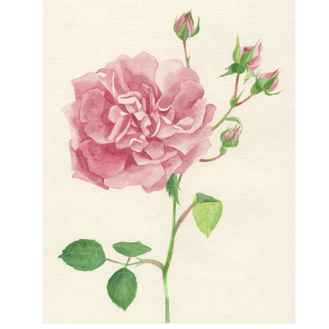 Hayakawa Yasuko Illustration ツル薔薇満開 薔薇イラスト 花イラスト イラストレーション Rose