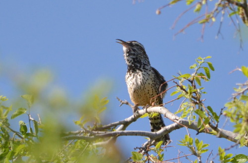 Cactus wren in Bob Rodrigues’ yard