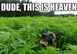 pittl:  Check Out The Pinterest of POT http://pittl.net/more-weed-pictures-at-pittl-net-051