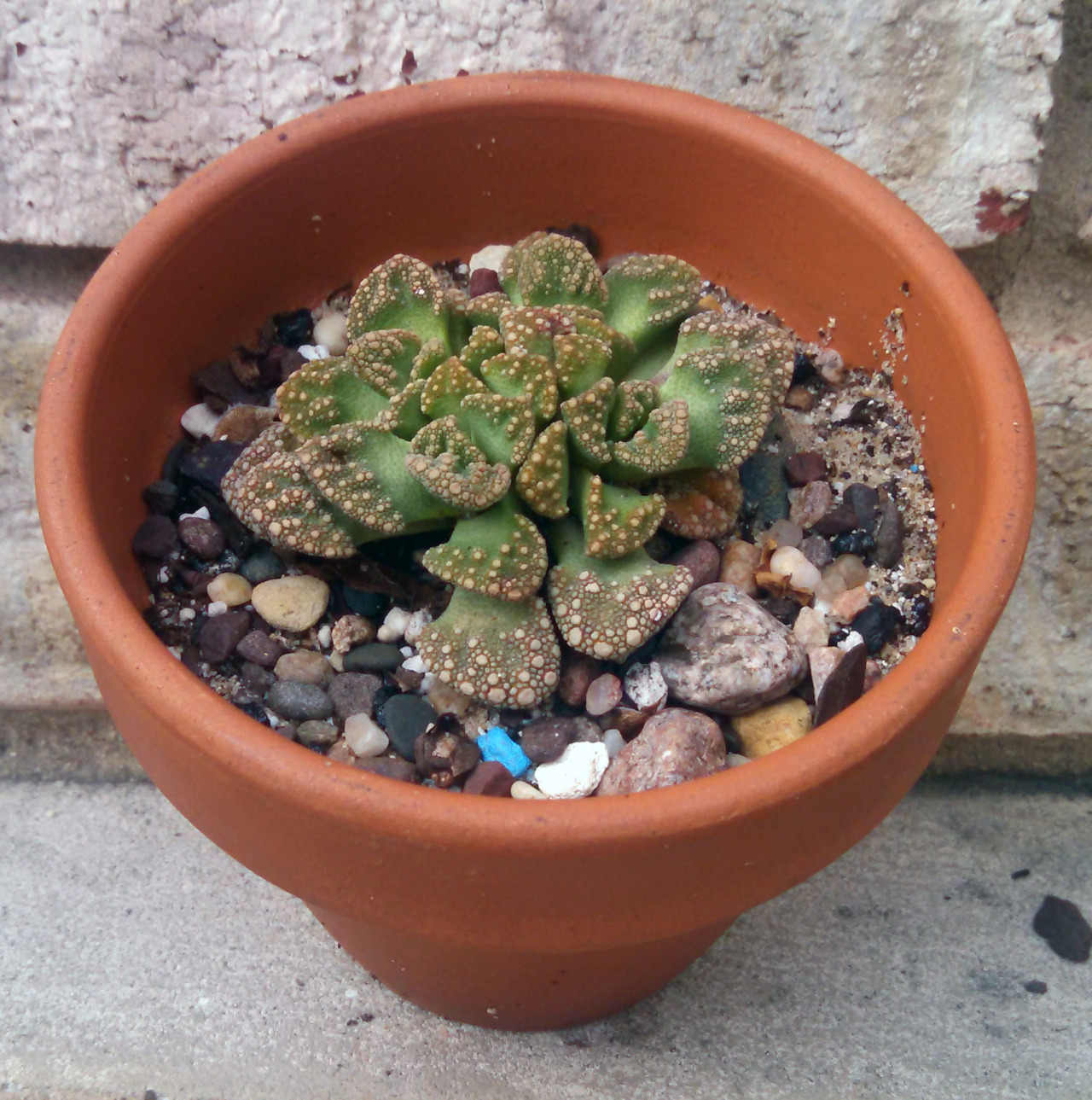 Titanopsis calcarea“My own personal Titanopsis calcarea has turned out to be an amazing plant, it is very low maintenance and has a distinct and interesting appearance, making it a personal favorite of mine as well as others I know. Actually one of...