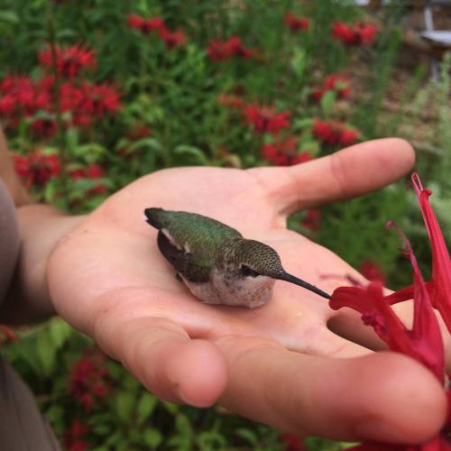 umasspermaculture: We found a fallen hummingbird yesterday and spent the morning nursing it back to 