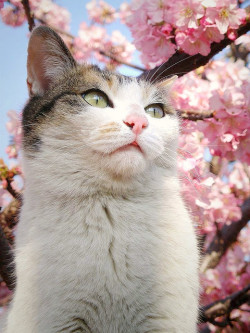 yudoku:  Sakura cat by tanakawho on Flickr.